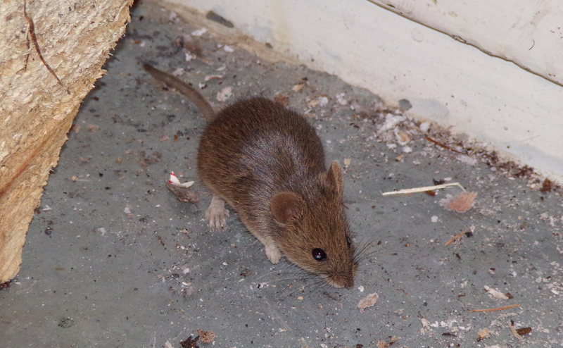 mouse catcher in belfast